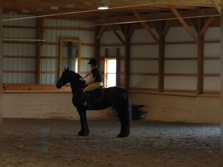 Fries paard Merrie 16 Jaar 155 cm Zwart in Madison, VA