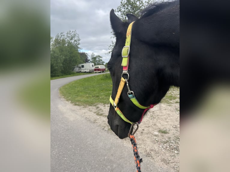 Fries paard Mix Merrie 16 Jaar 155 cm Zwartbruin in Kamerik