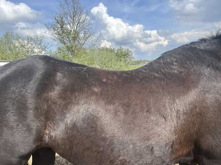 Fries paard Mix Merrie 16 Jaar 155 cm Zwartbruin in Kamerik