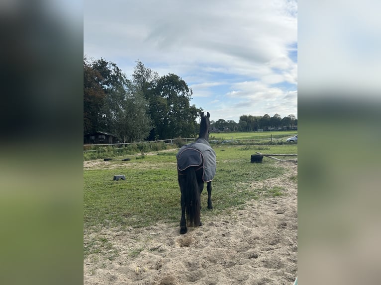 Fries paard Mix Merrie 16 Jaar 155 cm Zwartbruin in Kamerik