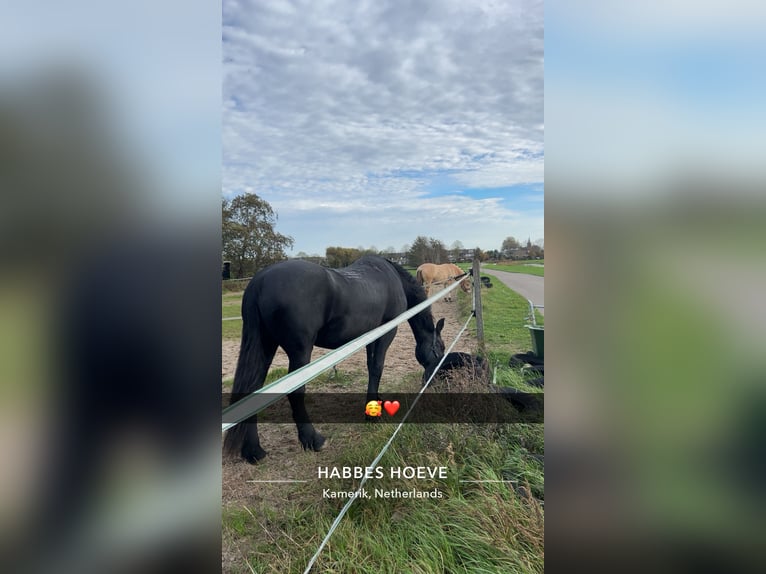 Fries paard Mix Merrie 16 Jaar 155 cm Zwartbruin in Kamerik