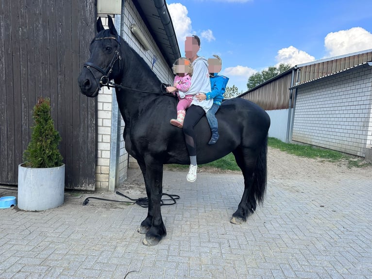 Fries paard Merrie 16 Jaar 157 cm Zwart in Dinslaken