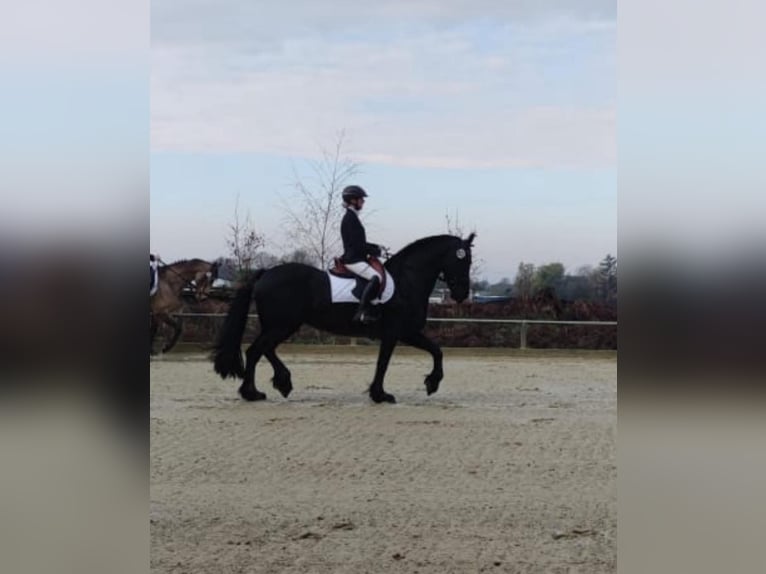 Fries paard Merrie 16 Jaar 157 cm Zwart in Dinslaken