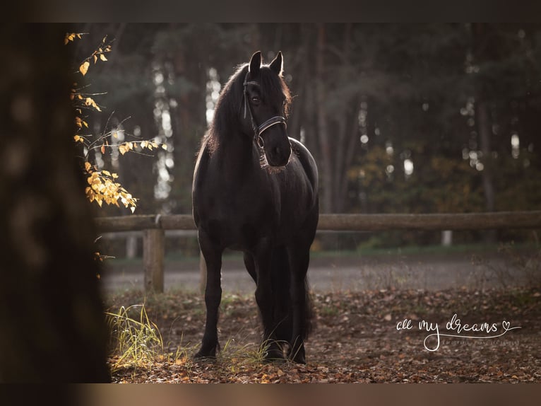 Fries paard Merrie 16 Jaar 160 cm Zwart in Schönwalde