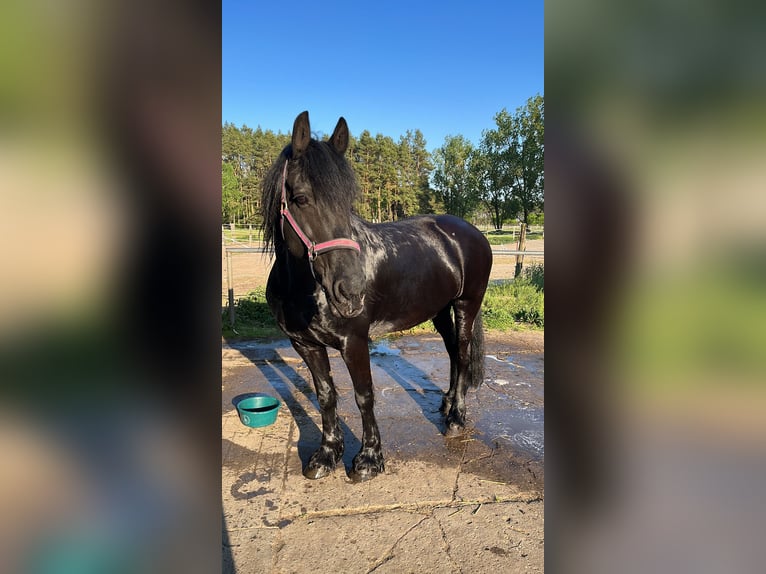 Fries paard Merrie 16 Jaar 160 cm Zwart in Schönwalde