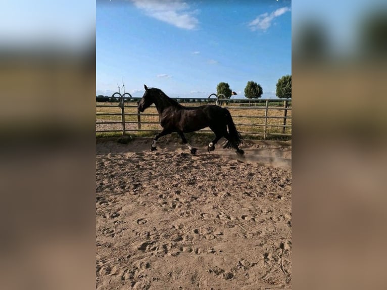 Fries paard Merrie 16 Jaar 160 cm Zwart in Viersen