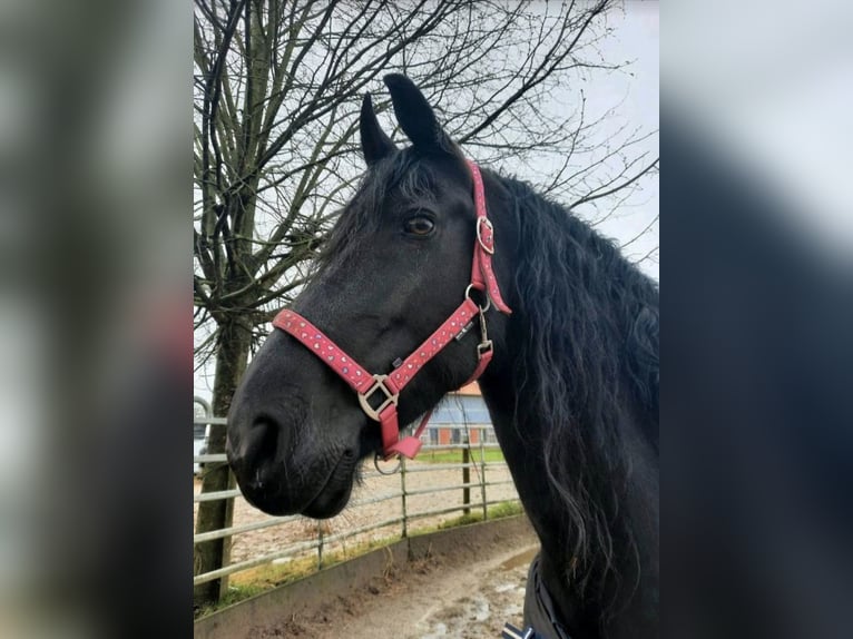 Fries paard Merrie 16 Jaar 160 cm Zwart in Viersen