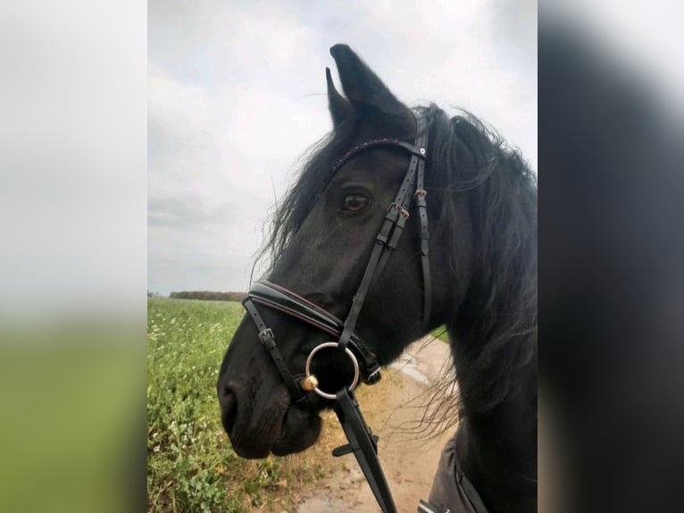 Fries paard Merrie 16 Jaar 160 cm Zwart in Viersen