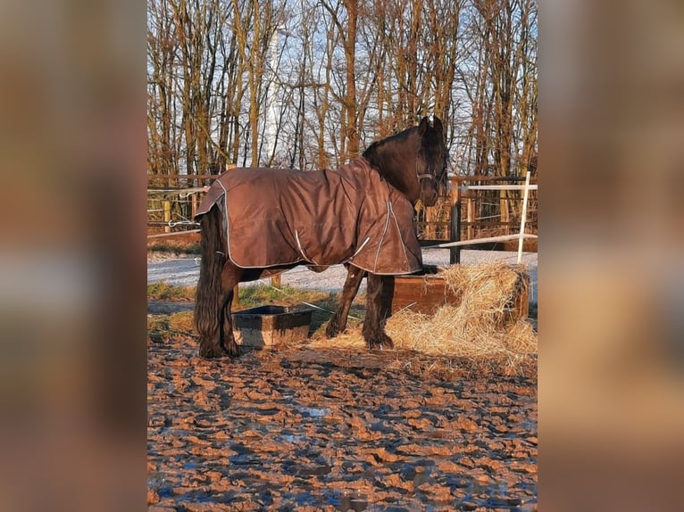 Fries paard Merrie 16 Jaar 160 cm Zwart in Viersen