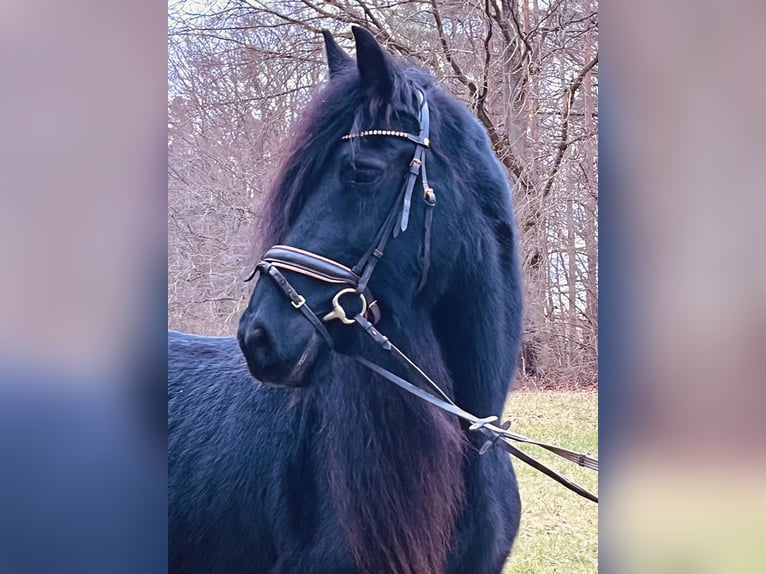 Fries paard Merrie 16 Jaar 160 cm Zwart in Ursensollen