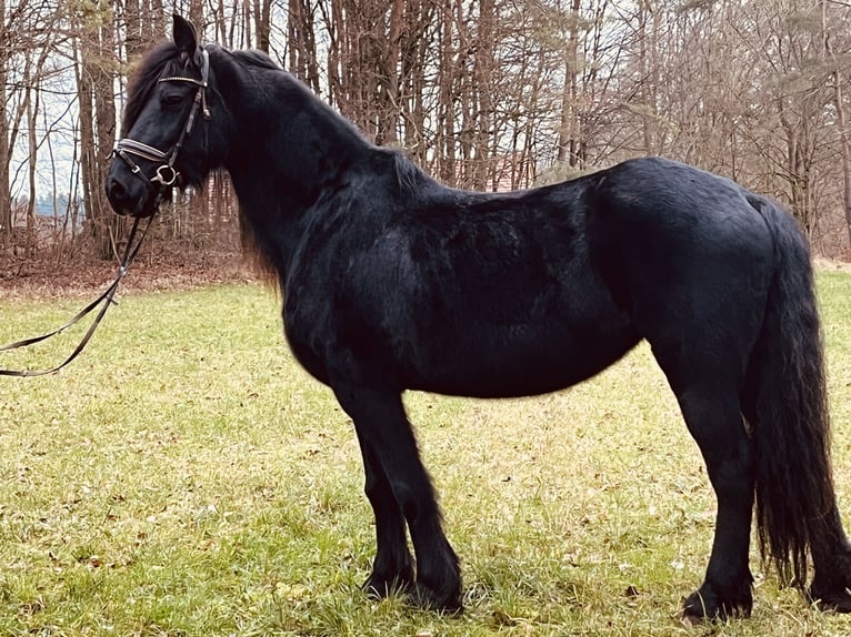 Fries paard Merrie 16 Jaar 160 cm Zwart in Ursensollen