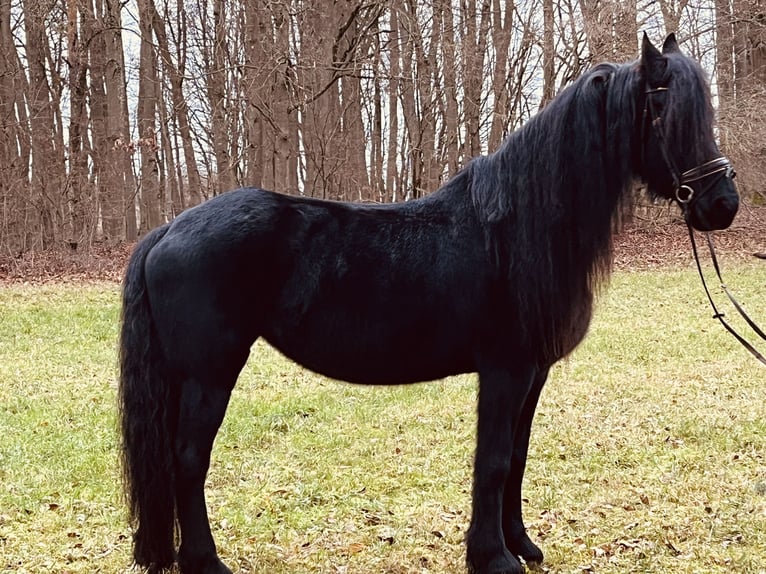 Fries paard Merrie 16 Jaar 160 cm Zwart in Ursensollen