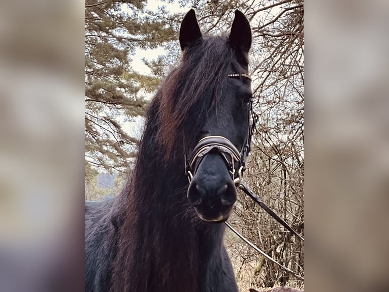 Fries paard Merrie 16 Jaar 160 cm Zwart in Ursensollen