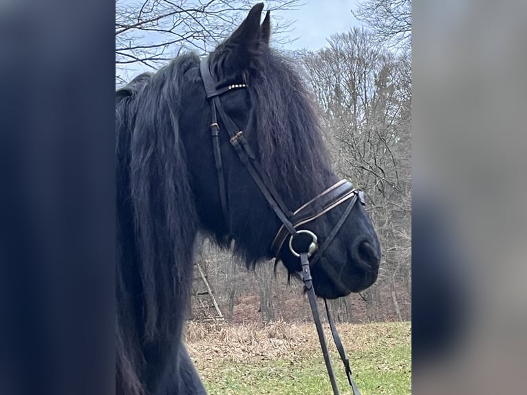 Fries paard Merrie 16 Jaar 160 cm Zwart in Ursensollen