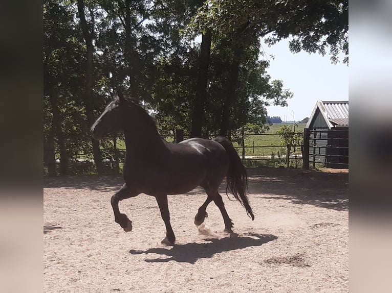 Fries paard Merrie 16 Jaar 162 cm Zwart in Tzummarum
