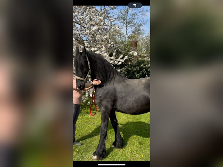 Fries paard Merrie 16 Jaar 162 cm Zwart in Damme