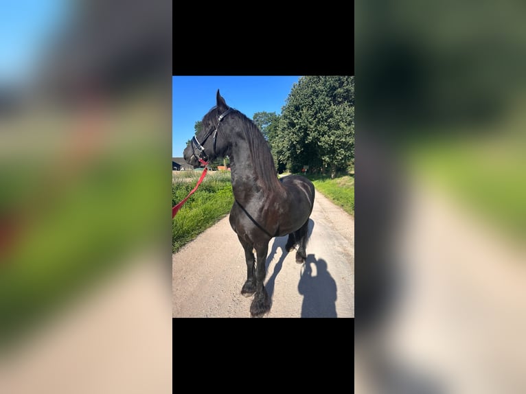 Fries paard Merrie 16 Jaar 162 cm Zwart in Damme