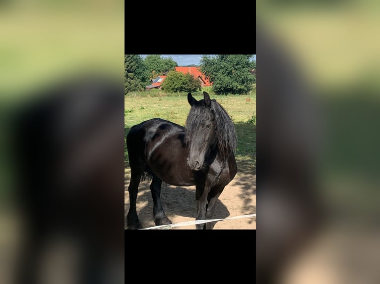 Fries paard Merrie 16 Jaar 162 cm Zwart in Damme