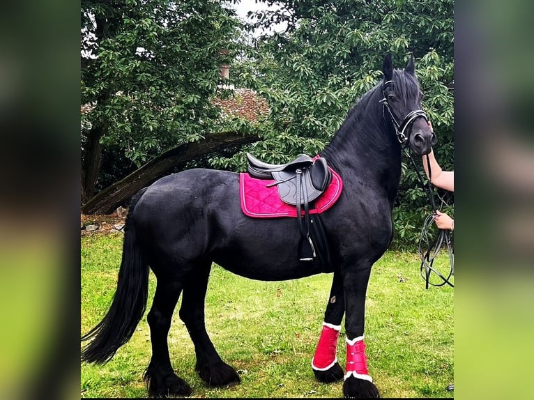 Fries paard Merrie 16 Jaar 162 cm Zwart in Damme