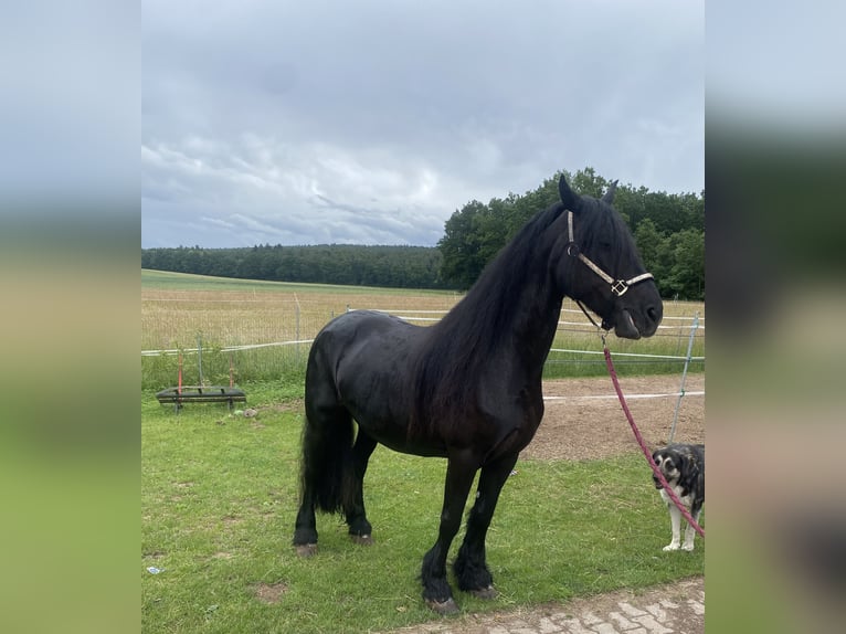 Fries paard Merrie 16 Jaar 164 cm Zwart in Bamberg
