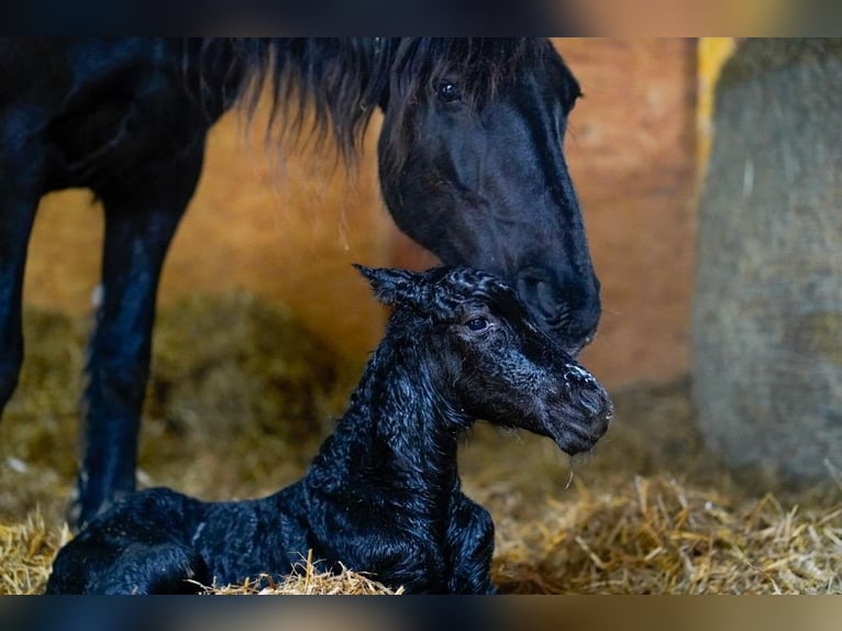 Fries paard Merrie 16 Jaar 164 cm Zwart in Apolda