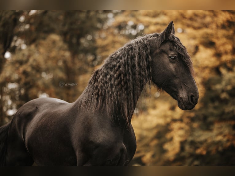Fries paard Merrie 16 Jaar 164 cm Zwart in Simmern