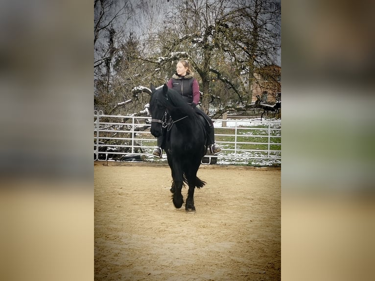 Fries paard Merrie 16 Jaar 164 cm Zwart in Simmern