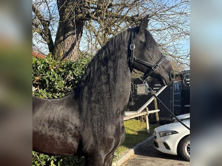 Fries paard Merrie 16 Jaar 165 cm Zwart in Strengberg