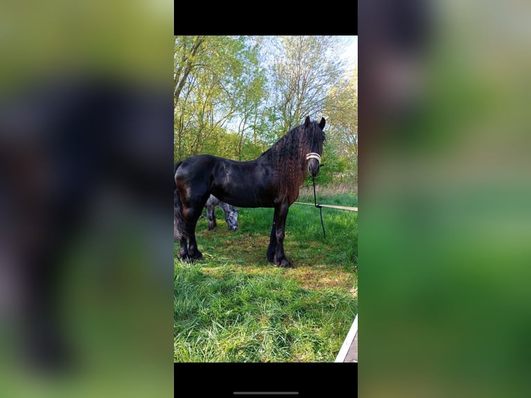Fries paard Merrie 16 Jaar 165 cm Zwart in Ursensollen