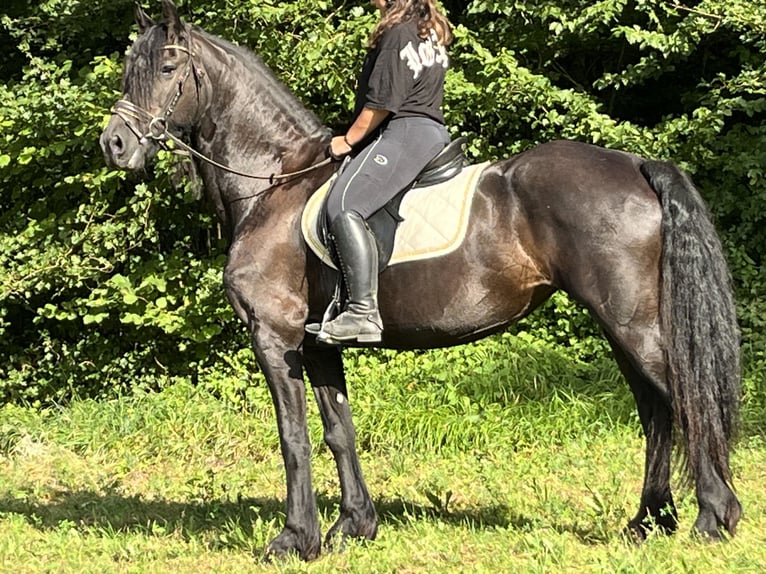 Fries paard Merrie 16 Jaar 165 cm Zwart in Ursensollen