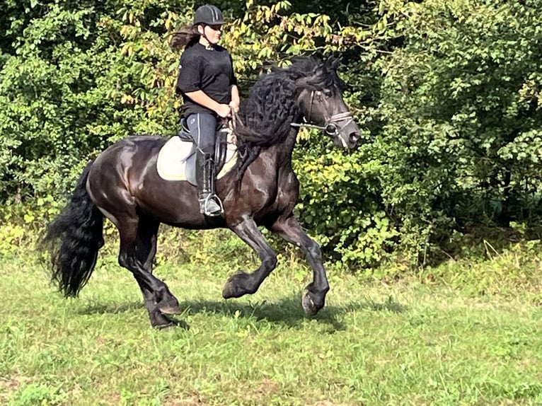 Fries paard Merrie 16 Jaar 165 cm Zwart in Ursensollen