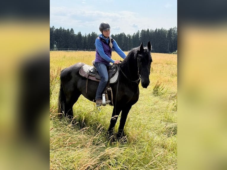 Fries paard Merrie 17 Jaar 158 cm Zwart in Schöllnach
