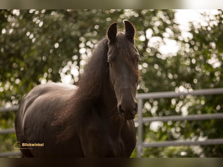 Fries paard Merrie 17 Jaar 158 cm Zwart in Schöllnach