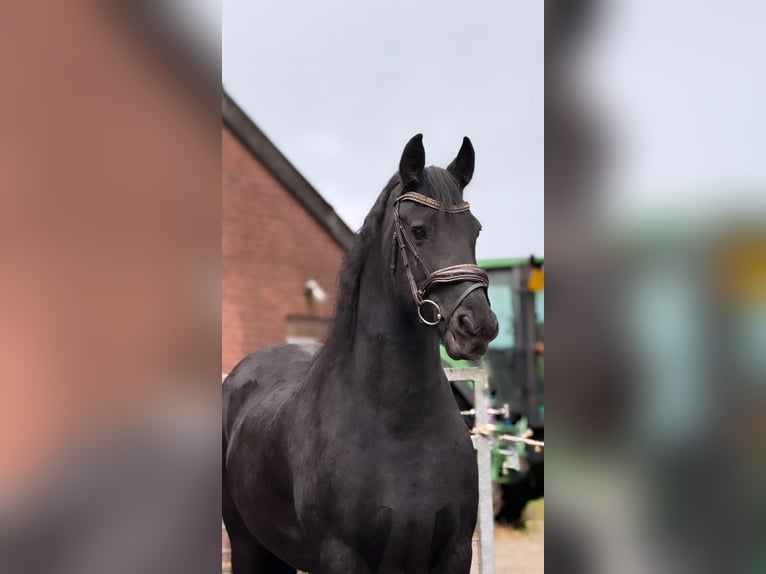 Fries paard Merrie 17 Jaar 160 cm Zwart in Coevorden