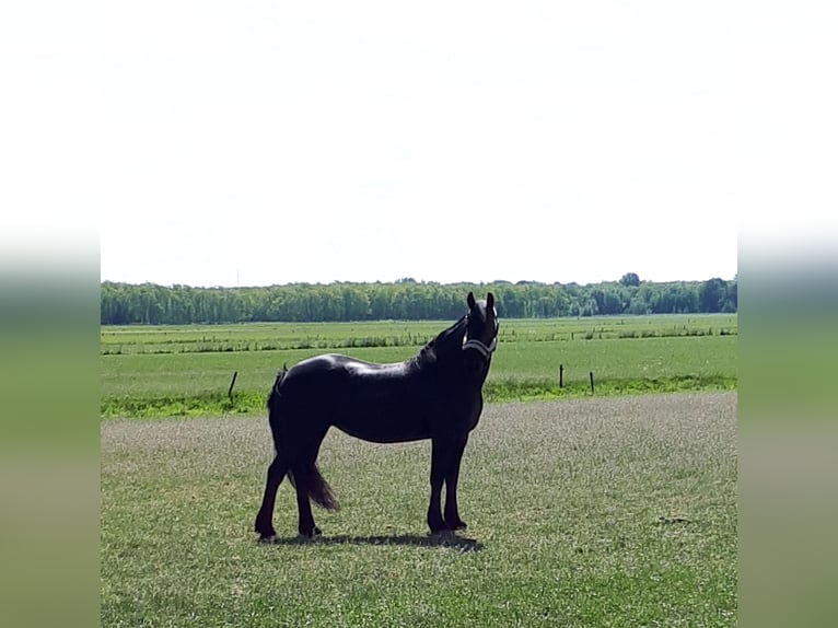 Fries paard Merrie 17 Jaar 161 cm Zwart in Makkinga