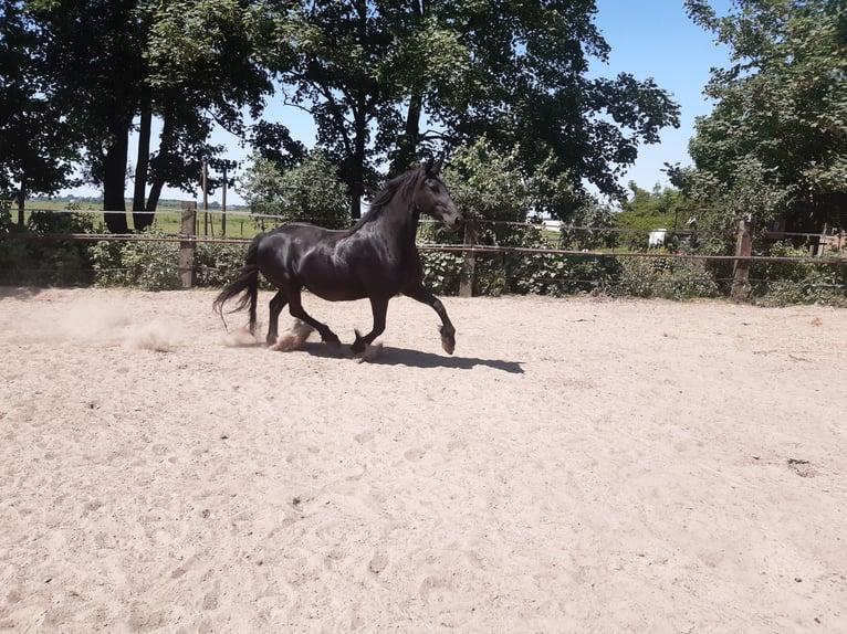 Fries paard Merrie 17 Jaar 162 cm Zwart in Tzummarum