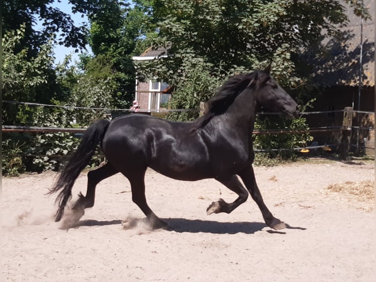 Fries paard Merrie 17 Jaar 162 cm Zwart in Tzummarum