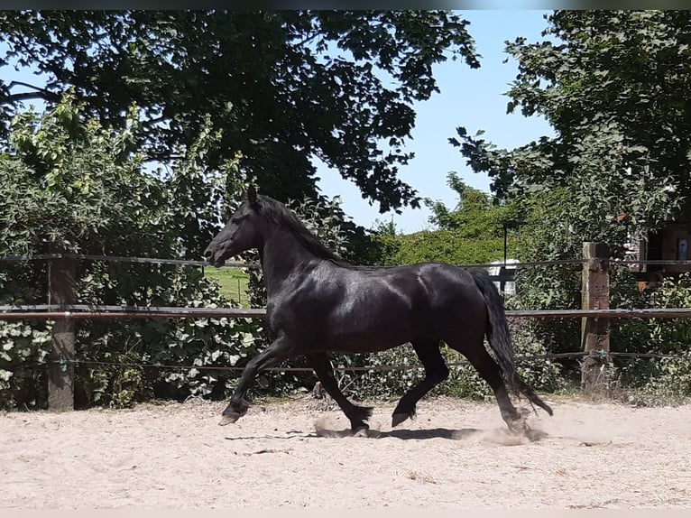 Fries paard Merrie 17 Jaar 162 cm Zwart in Tzummarum