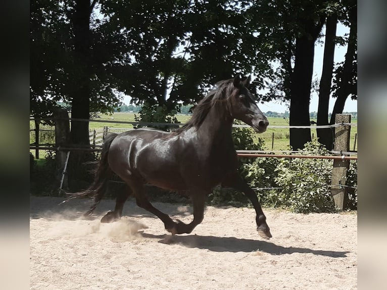 Fries paard Merrie 17 Jaar 162 cm Zwart in Tzummarum