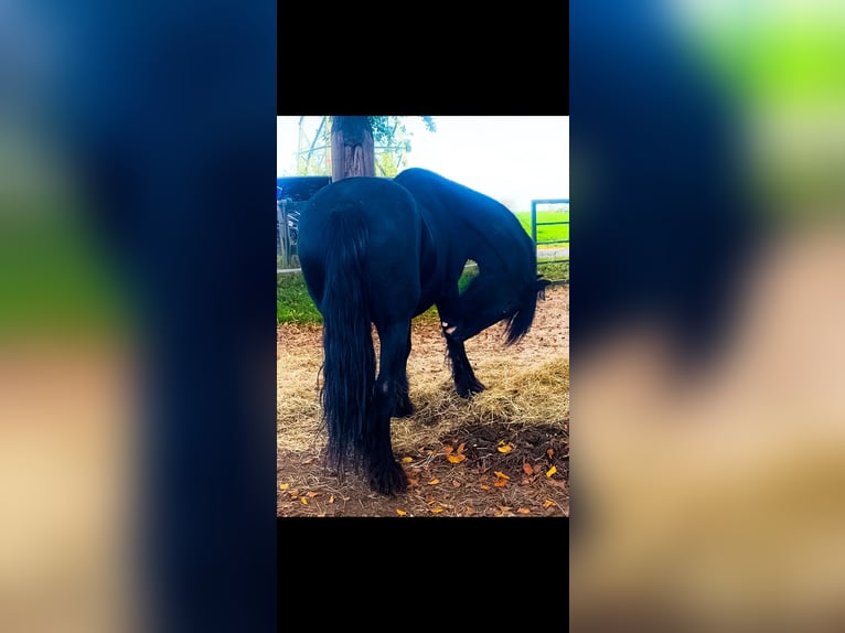 Fries paard Merrie 17 Jaar 162 cm Zwart in Damme