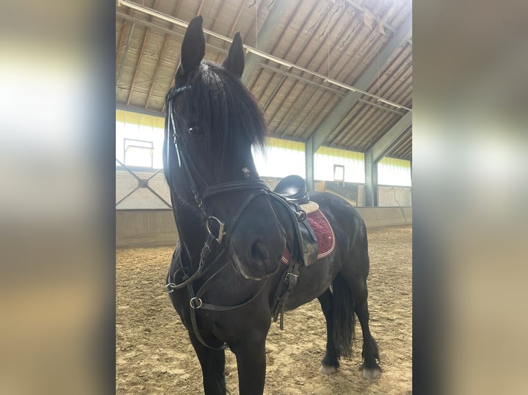 Fries paard Merrie 17 Jaar 165 cm Zwart in Düsseldorf