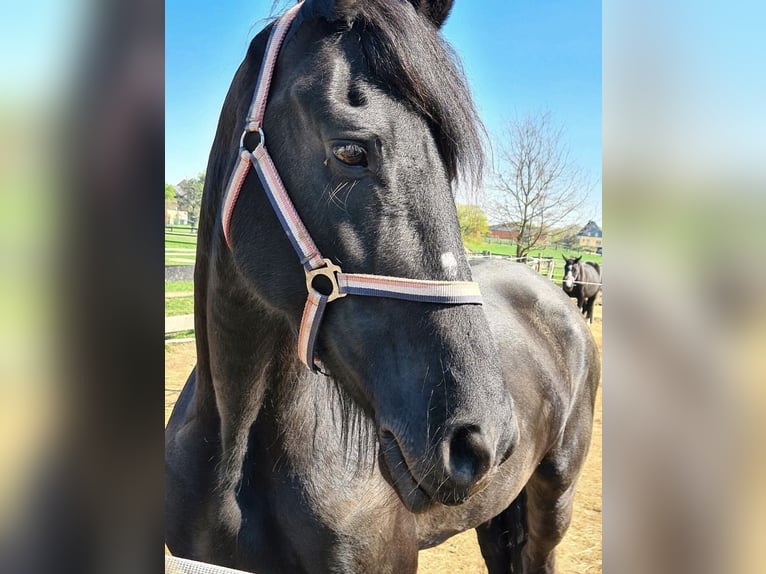 Fries paard Merrie 17 Jaar 165 cm Zwart in Düsseldorf