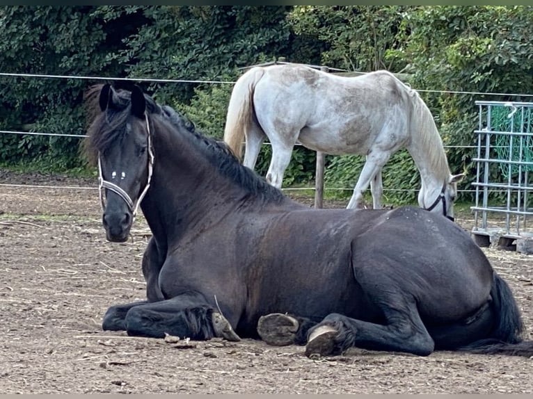 Fries paard Merrie 17 Jaar 165 cm Zwart in Düsseldorf