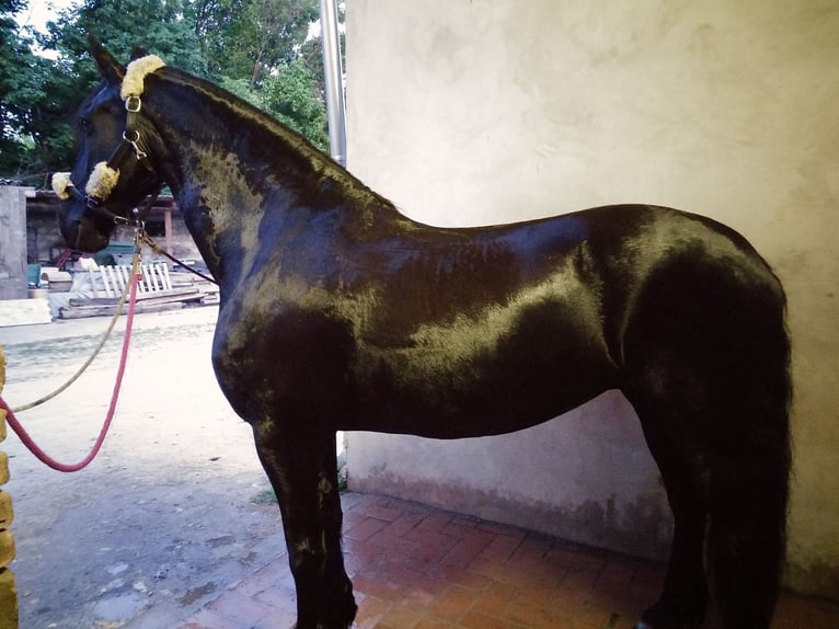 Fries paard Merrie 17 Jaar 169 cm Zwart in Százhalombatta, Pest