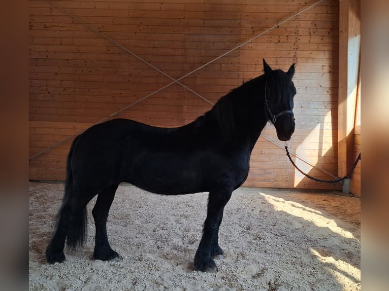 Fries paard Merrie 17 Jaar  in Madona