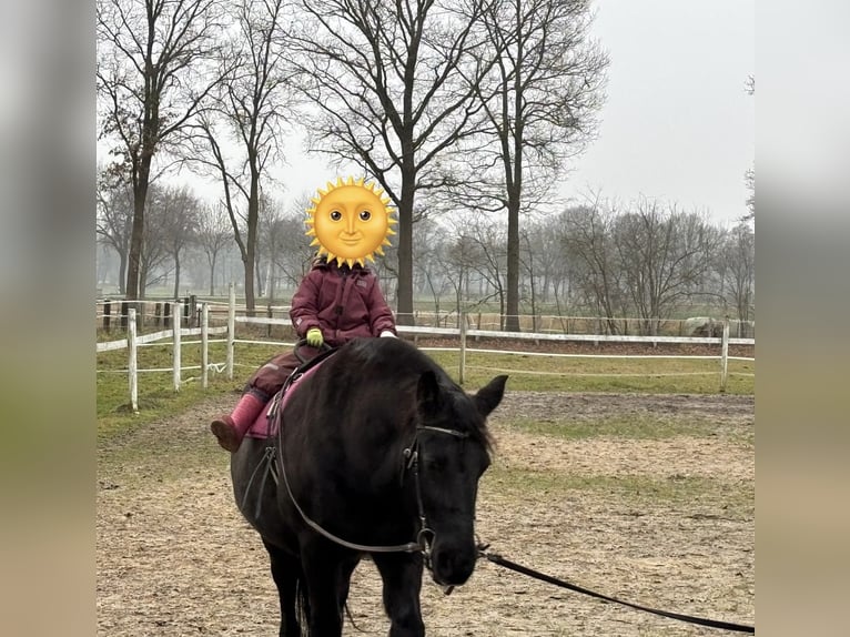 Fries paard Mix Merrie 18 Jaar 150 cm Zwart in Visselhövede