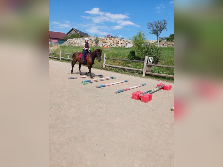 Fries paard Mix Merrie 18 Jaar 153 cm Zwart in Neuhofen an der Ybbs