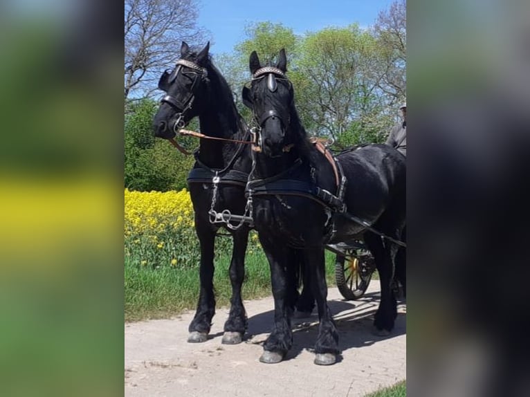 Fries paard Merrie 18 Jaar 160 cm Zwart in Duderstadt