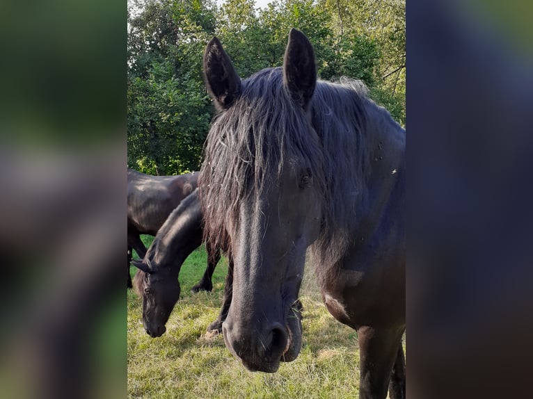 Fries paard Merrie 18 Jaar 160 cm Zwart in Duderstadt