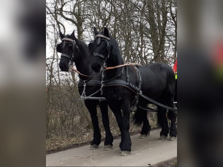 Fries paard Merrie 18 Jaar 160 cm Zwart in Duderstadt